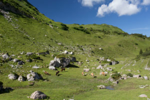 grazing horses, mountain pasture, Alp, heavens, rocks grazing horses, mountain pasture, Alp, heavens, rocks